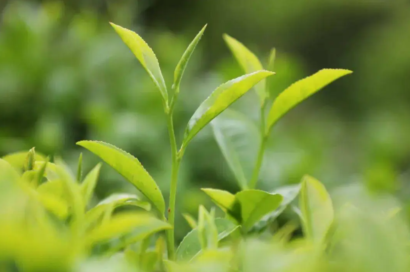 “一芽一叶”高端茶叶能否实现机器人采摘？这家龙头茶企来深拓智能考察交流